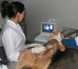 Small Animal ULTRASOUND SCANNER - Image 3